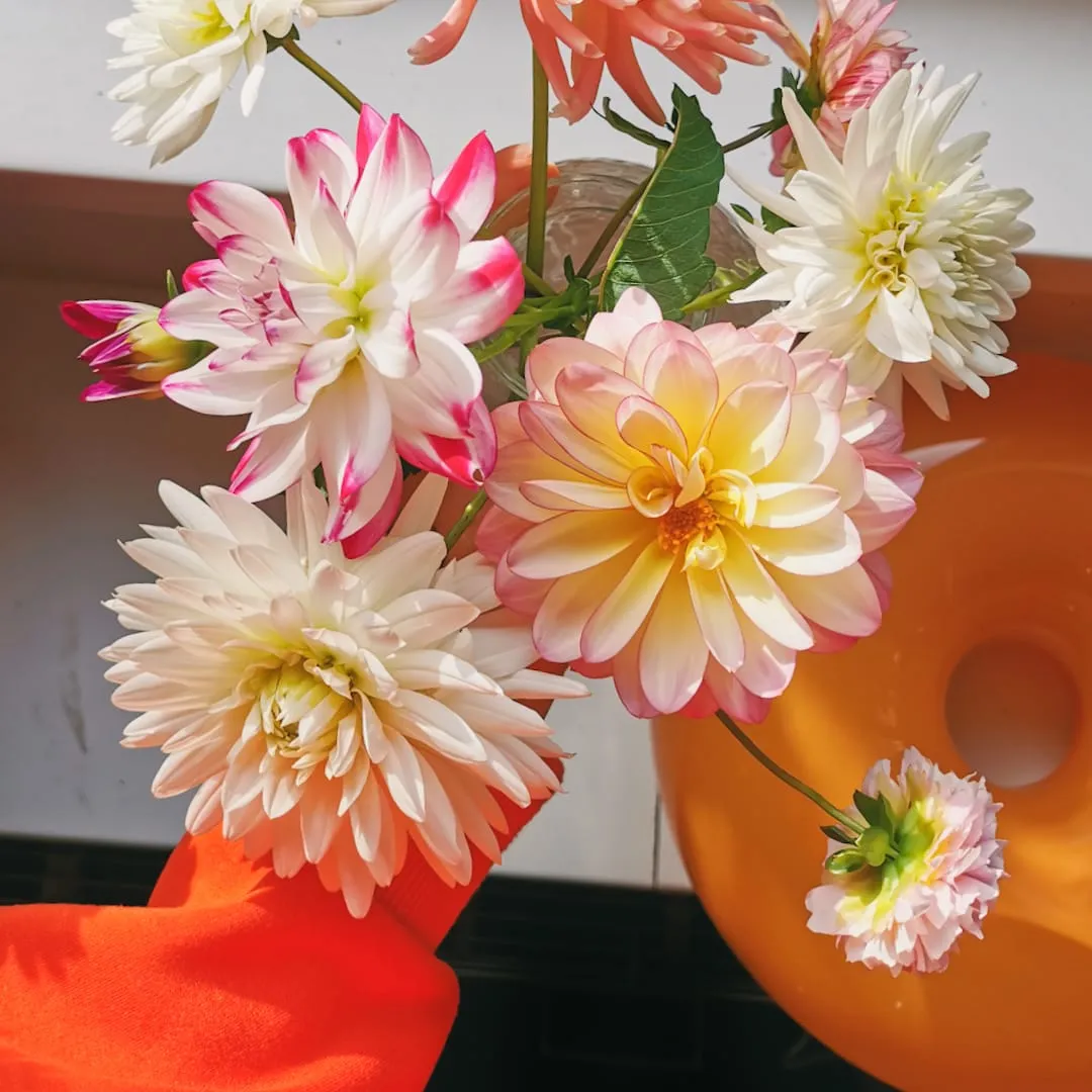 foto van hand met boeket dahlias uit eigen tuin